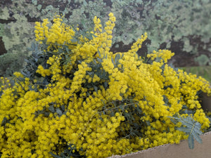 Cropped Tee ~  100% Plant Dyed ( Wattle Flowers ) ~ XLG
